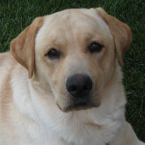 Fundraising Page: Lynne MacCaffrey